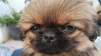 Adorabile