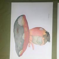 Stampe micologiche funghi rebaudengo