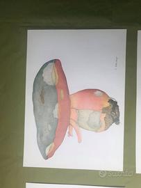 Stampe micologiche funghi rebaudengo