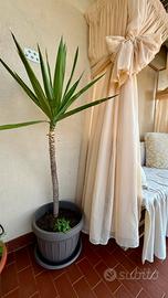 Yucca