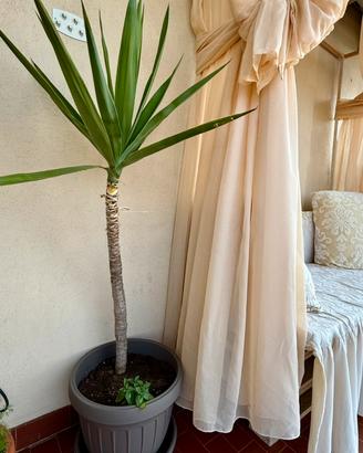 Yucca