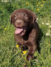 Labrador chocolate cioccolato