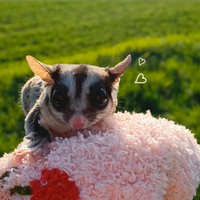 Femmina di petauro giovane