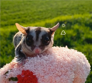 Femmina di petauro giovane