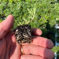 Piante di VERBENA HYBRIDA in contenitore