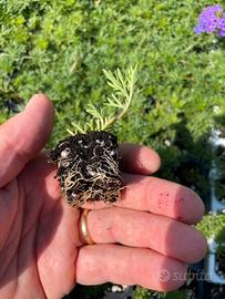 Piante di VERBENA HYBRIDA in contenitore
