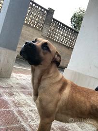 Cane cucciolo