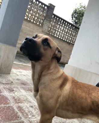 Cane cucciolo