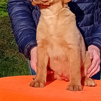 Labrador Retriever Gialli RED FOX