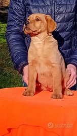 Labrador Retriever Gialli RED FOX
