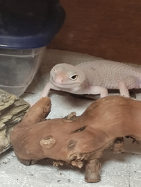 Geco leopardino