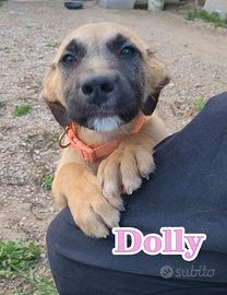 Cane cucciolo 4 mesi