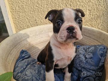 Boston terrier