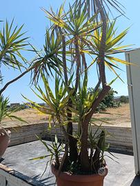 piante di yucca elephantipes