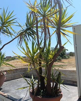 piante di yucca elephantipes