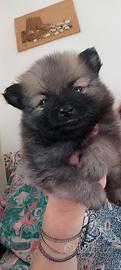 Spitz di Pomerania maschi