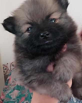 Spitz di Pomerania maschi