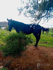 Cavalla puledra appaloosa