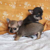 Chihuahua Toy