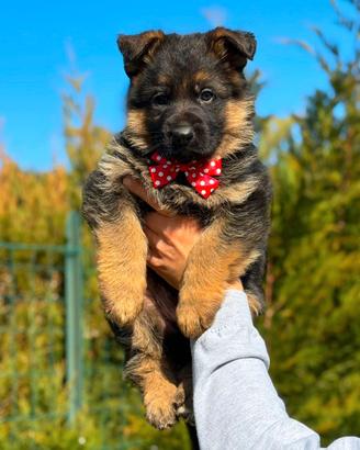 Super cuccioli di pastore tedesco