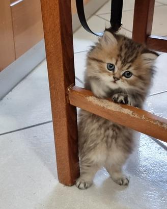 Cuccioli persiani