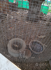 Coppia adulta suricati