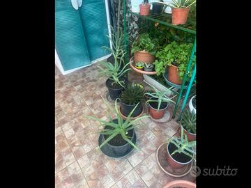 12 aloe