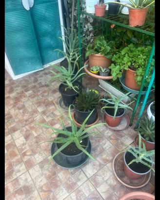 12 aloe