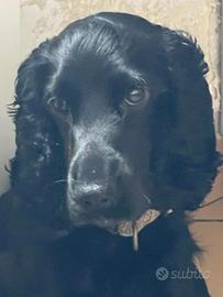 Cooker spaniel inglese