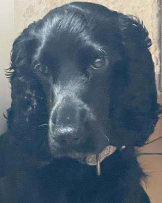 Cooker spaniel inglese