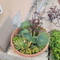 composizione di pianta