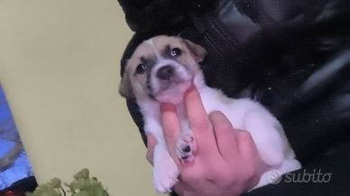 Cuccioli di spitz chihuahua toy