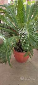 Cycas in vaso di plastica