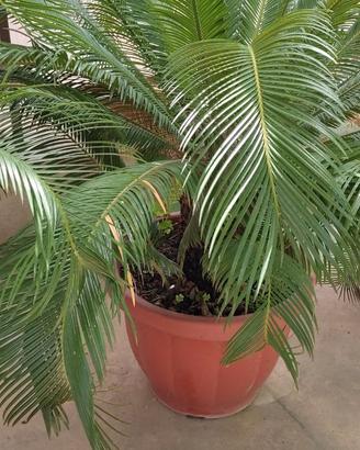 Cycas in vaso di plastica