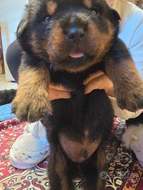 Cuccioli di Rottwailer