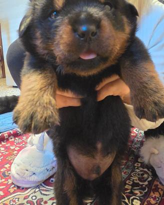 Cuccioli di Rottwailer