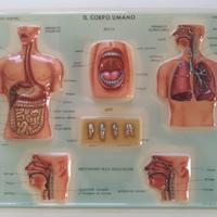 plastici scientifici corpo umano