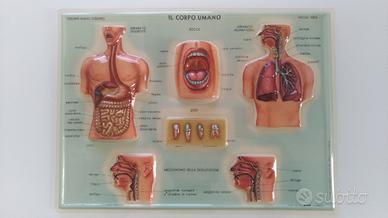 plastici scientifici corpo umano