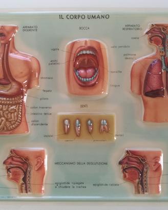 plastici scientifici corpo umano