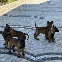 Pastore Belga Malinois con pedigree