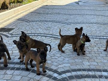 Pastore Belga Malinois con pedigree