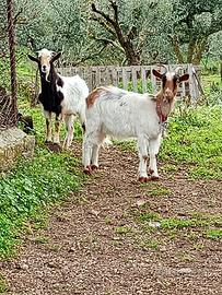 Capra e becco canbio