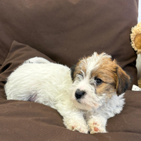 Cuccioli di Jack Russel