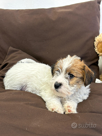 Cuccioli di Jack Russel