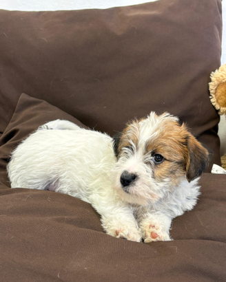 Cuccioli di Jack Russel