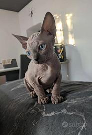 Gatti sphynx