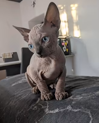 Gatti sphynx