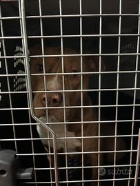 kennel