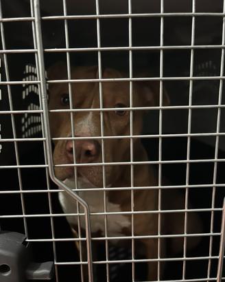 kennel