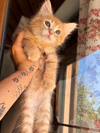 Gattino siberiano